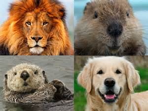 Lion, Otter, Golden Retriever, Beaver